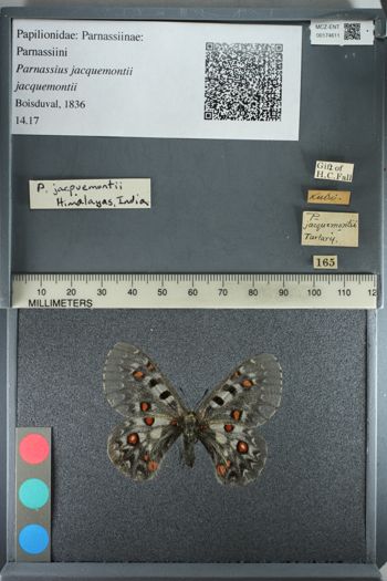 Media type: image;   Entomology 174611